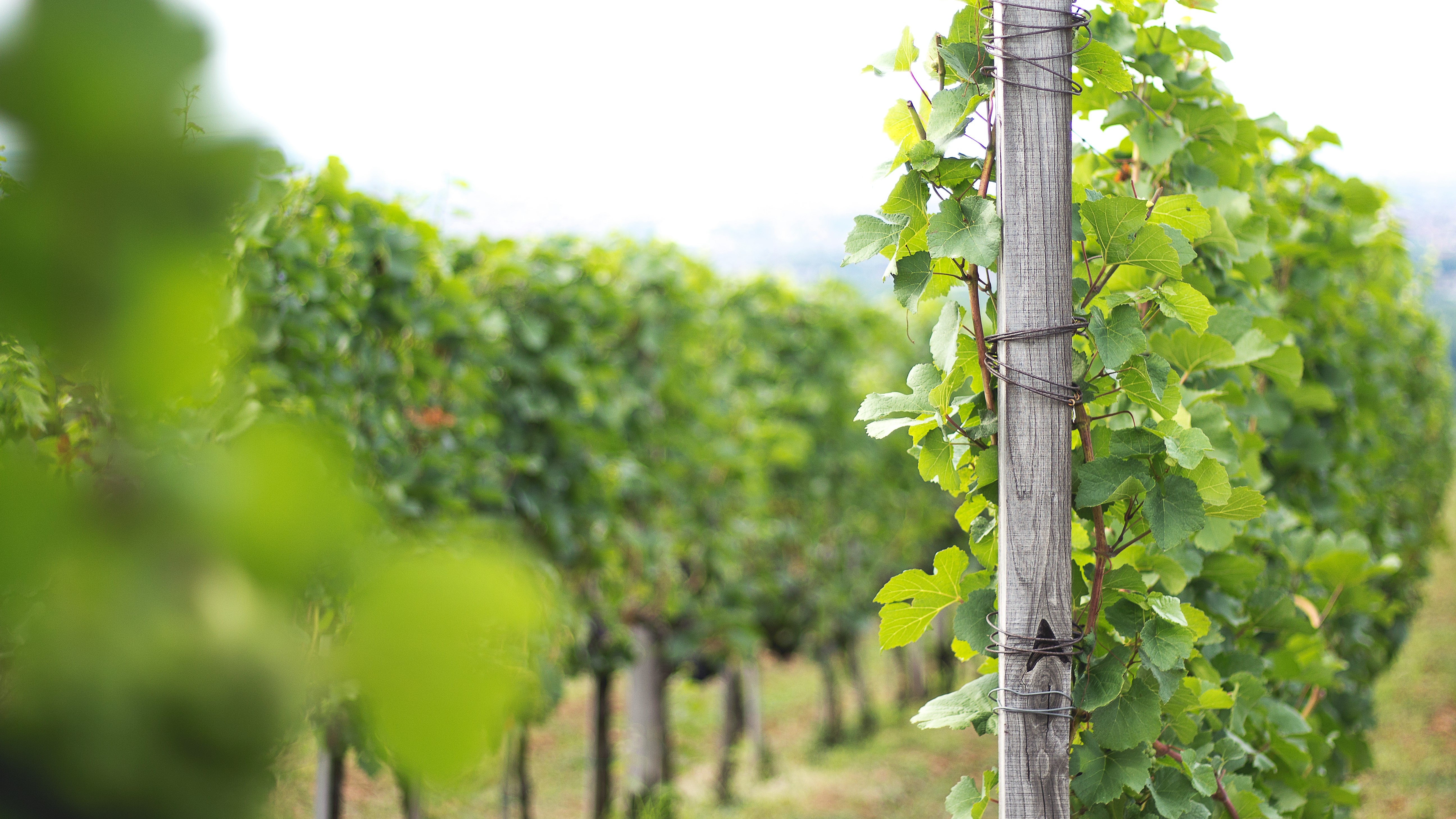 vinograd vinarije dumo sa zasadima pinot noir